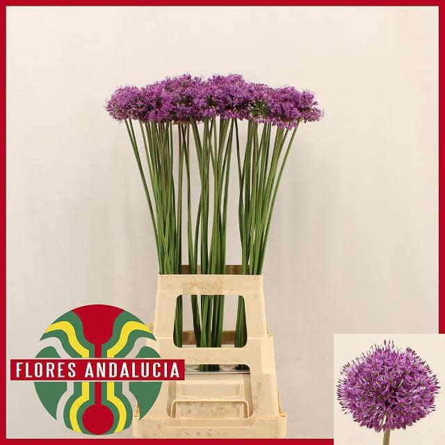 <h4>ALLIUM GLADIATOR</h4>