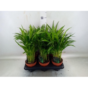 Dypsis lutescens   ...Chrysalidoca