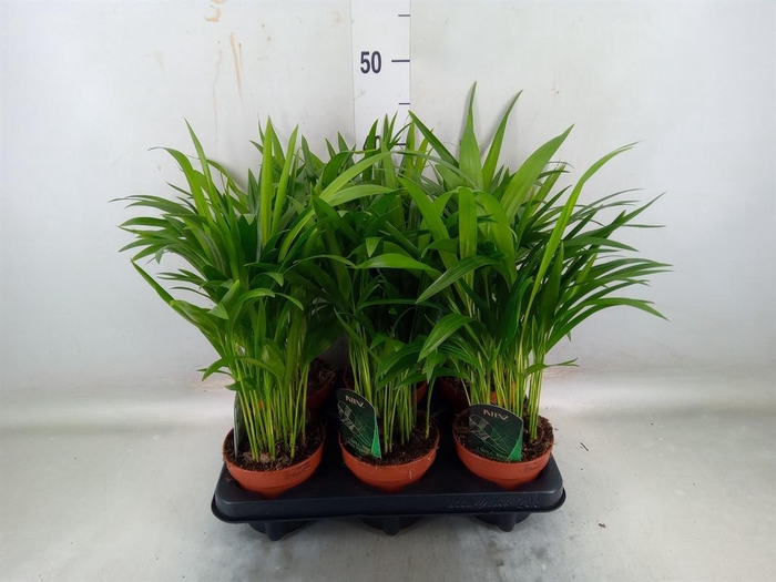 <h4>Dypsis lutescens   ...Chrysalidoca</h4>