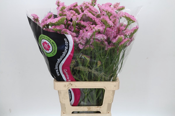 <h4>Limonium Pink</h4>