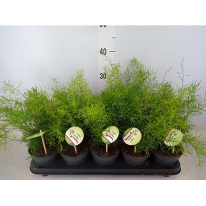 Asparagus dens. 'Sprengeri'