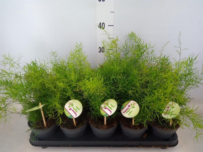 <h4>Asparagus dens. 'Sprengeri'</h4>
