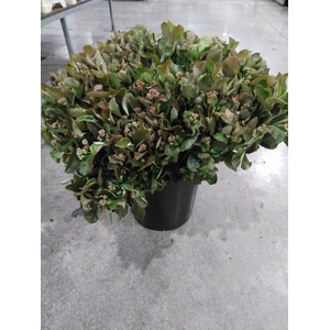 ARONIA GWS