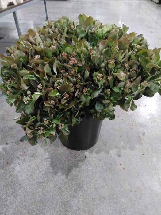 <h4>ARONIA GWS</h4>