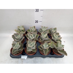 Kalanchoe NF beharensis