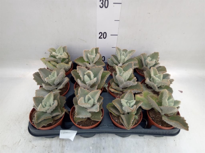 <h4>Kalanchoe NF beharensis</h4>