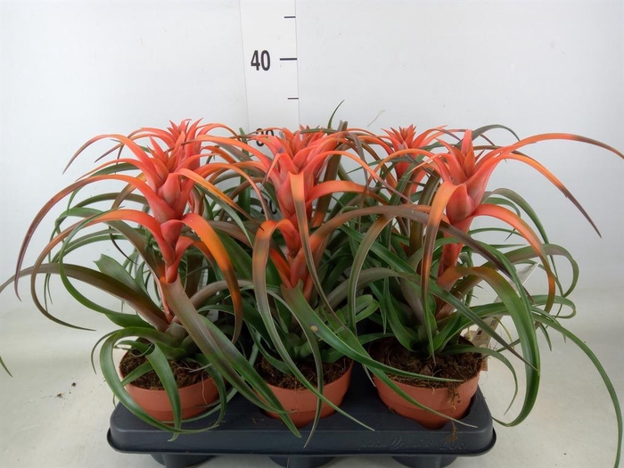 <h4>Tillandsia capitata 'Hermosa'</h4>