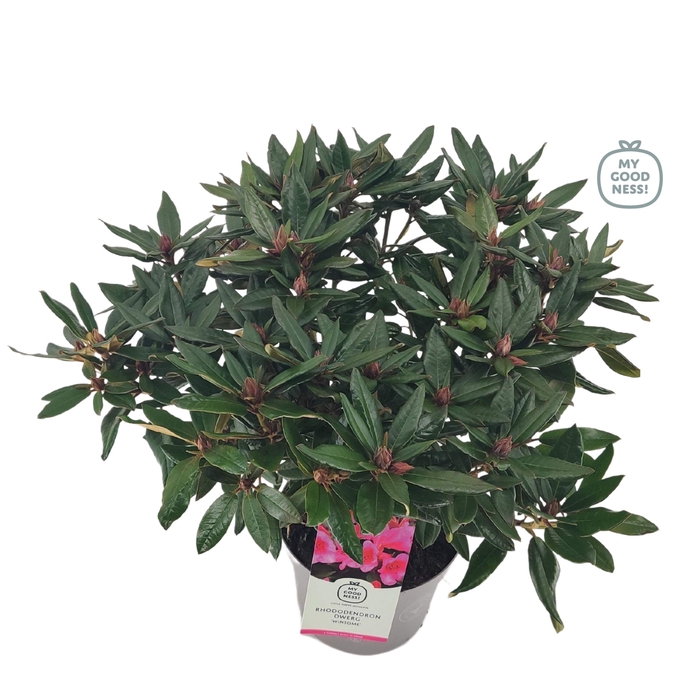<h4>Rhododendron dwarf 'Winsome' C4 30-40</h4>