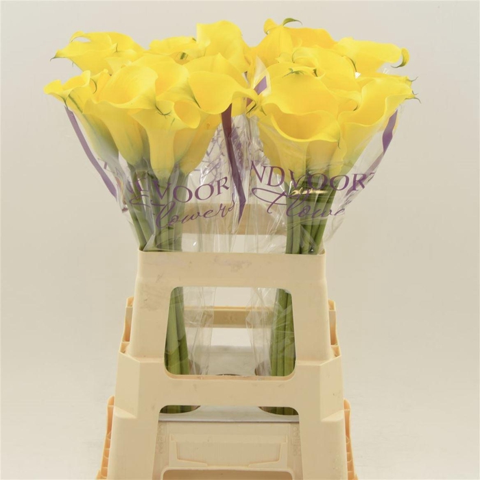 <h4>Calla Sunya</h4>