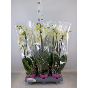 Phalaenopsis   ...white