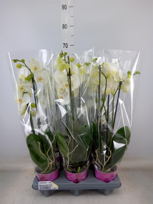 <h4>Phalaenopsis   ...white</h4>