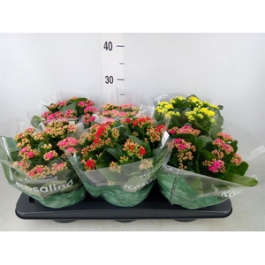 Kalanchoe blos. 'Rosalina'  ..mix 4