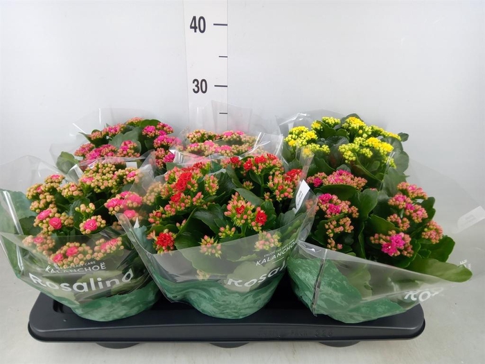 <h4>Kalanchoe blos. 'Rosalina' ..mix 4</h4>