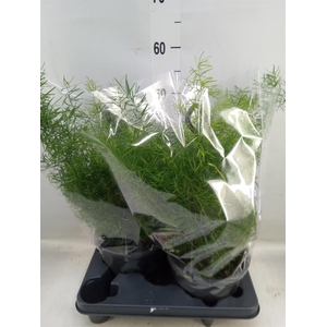 Asparagus dens. 'Sprengeri'