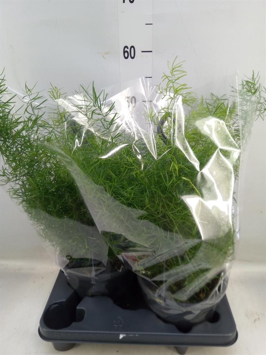 <h4>Asparagus dens. 'Sprengeri'</h4>