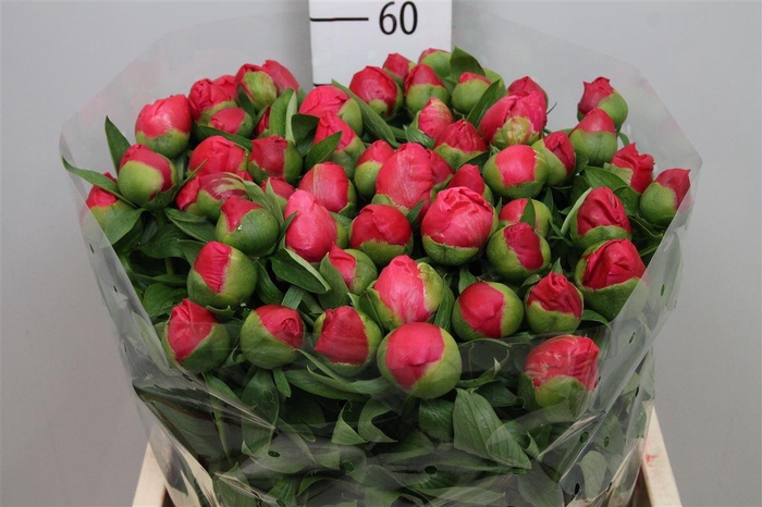 <h4>Paeo Hh Flame</h4>