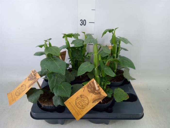 <h4>Cissus   ...</h4>