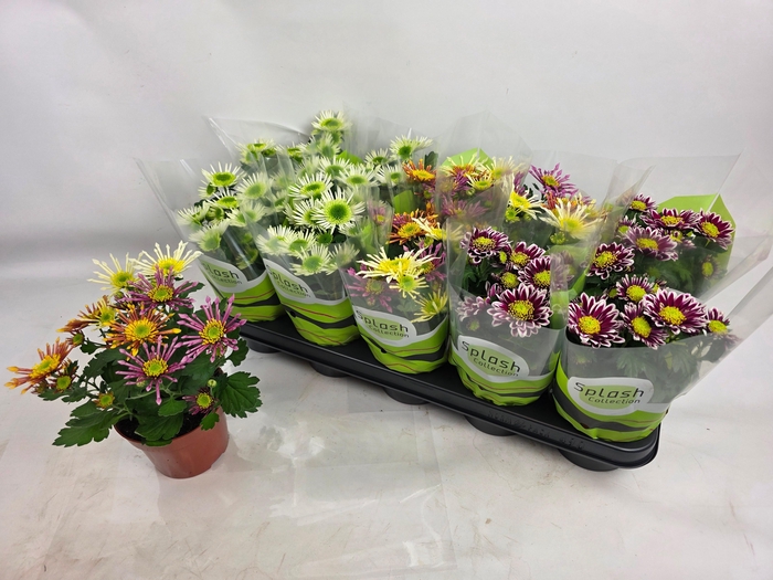 <h4>CHRYS SPLASH GEM</h4>