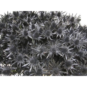 Eryng Orion Zwart / Glitte L60