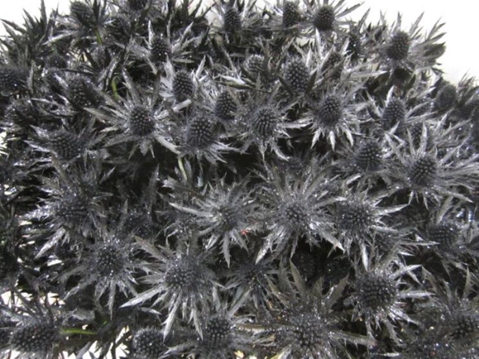 <h4>Eryng Orion Zwart / Glitte L60</h4>