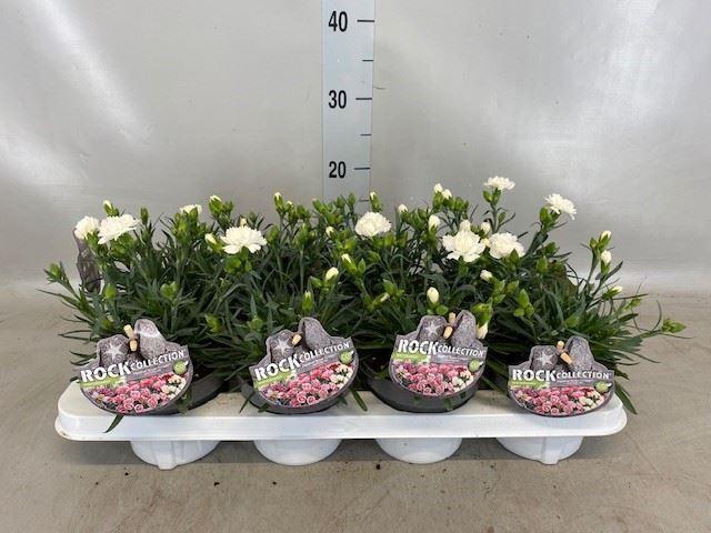 <h4>Dianthus  'Super Trouper Whitney'</h4>