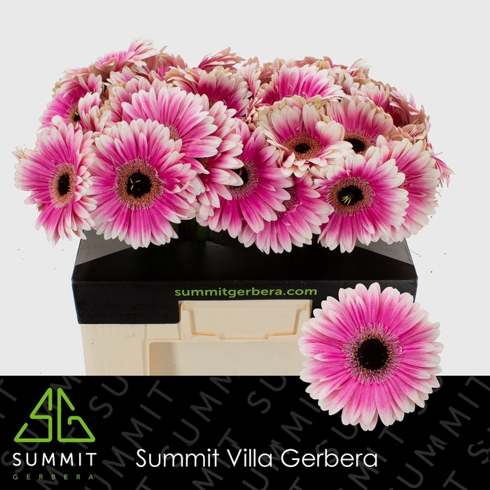 <h4>Gerbera Prelude Water</h4>