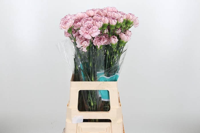 <h4>Di St Mariposa</h4>