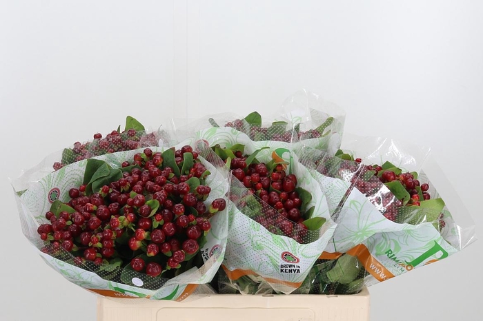 <h4>Hyp Mag Cherry</h4>