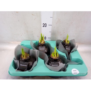 Hippeastrum   ...waxed