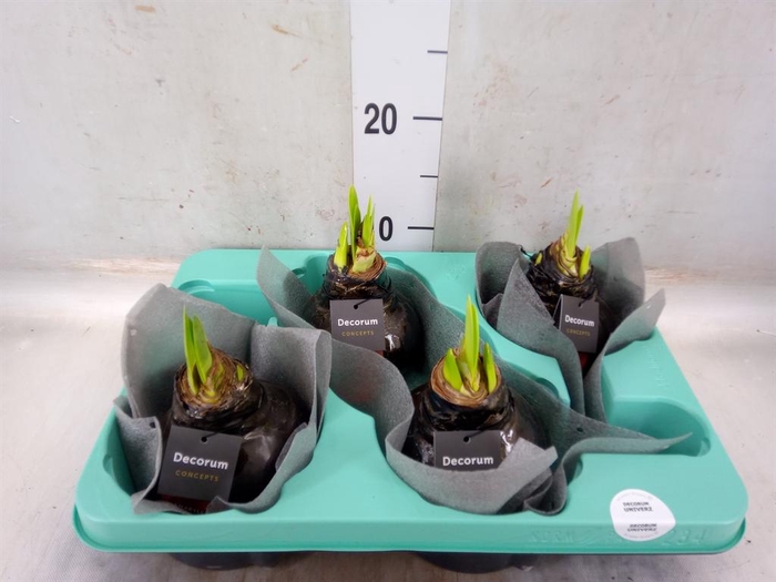 <h4>Hippeastrum   ...waxed</h4>