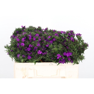 Di Barbatus Aldo Purple Bicolor