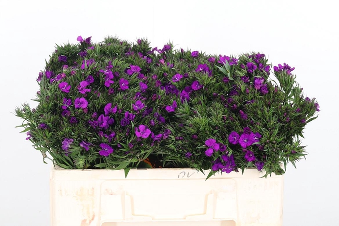 <h4>Di Barbatus Aldo Purple Bicolor</h4>