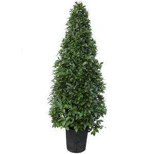 Laurus nobilis Piramide