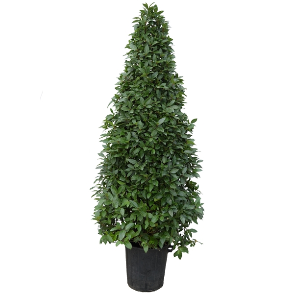 <h4>Laurus nobilis Piramide</h4>