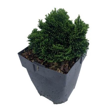 <h4>Chamaecyparis obtusa 'Nana Gracilis' P17</h4>