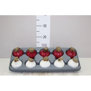 Hippeastrum Wax Red White Mix