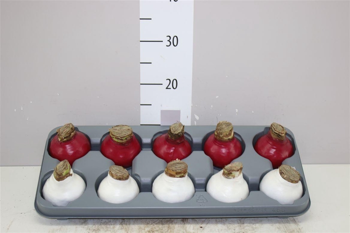 <h4>Hippeastrum Wax Red White Mix</h4>