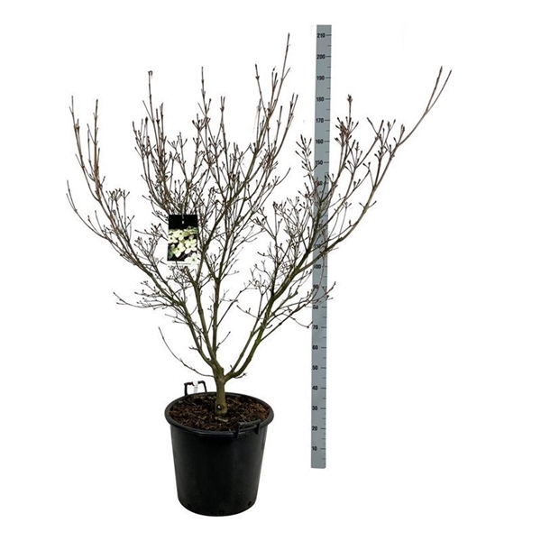 <h4>Cornus kousa 'Schmetterling'</h4>