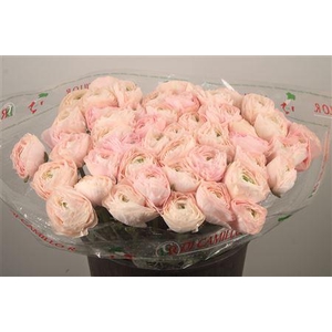 Ran... Su Madame X L Super