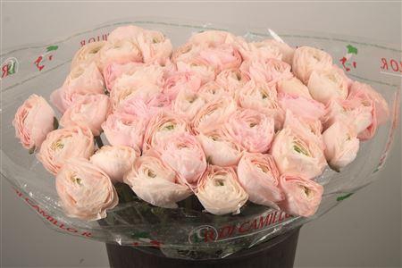 Ran... Su Madame Super X50