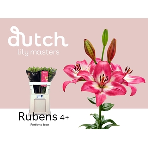 LI LA RUBENS 4+
