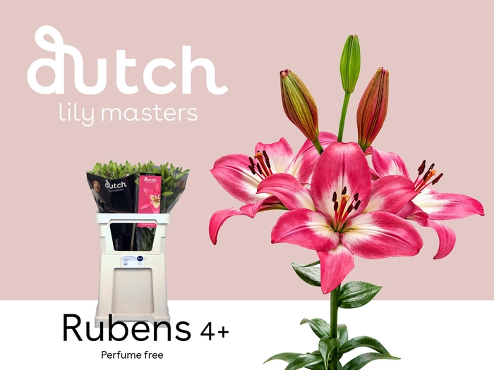 <h4>LI LA RUBENS 4+</h4>