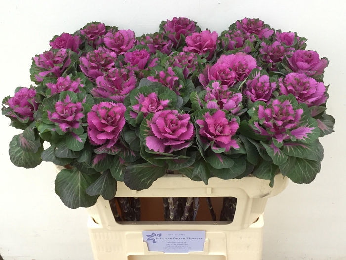 <h4>BRASS RED CRANE</h4>