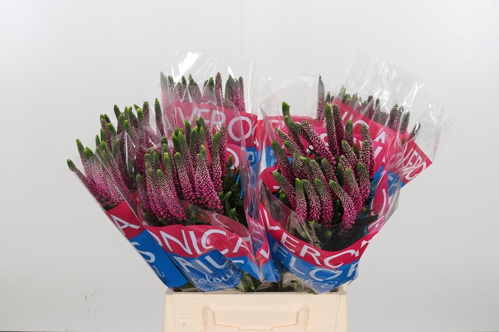 <h4>Veron Smart Artist</h4>