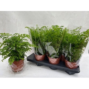 Adiantum raddi. 'Fragrans'