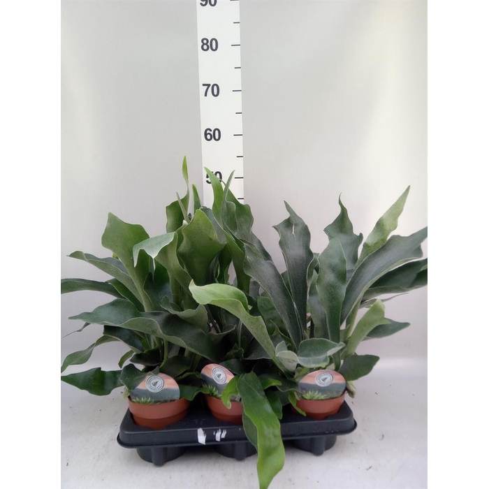 <h4>Platycerium bifurc.</h4>