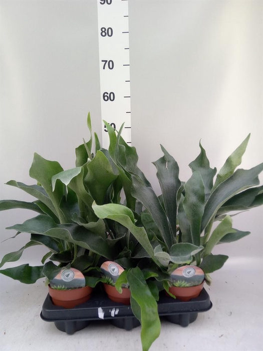 Platycerium bifurc.