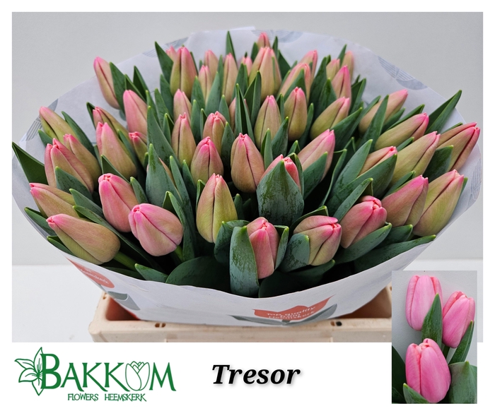 <h4>TU EN TRESOR</h4>