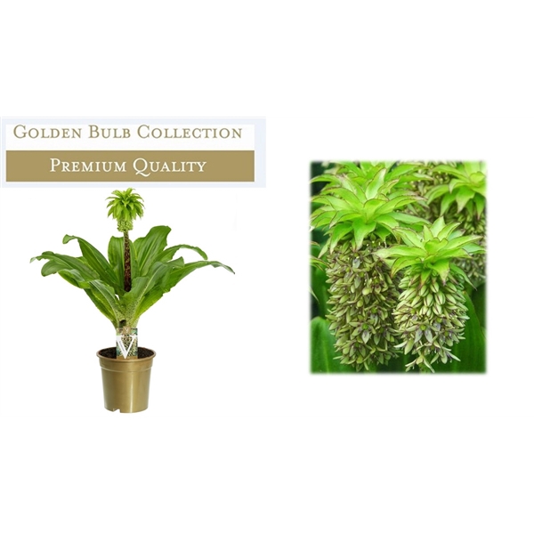 <h4>Eucomis Bicolor</h4>