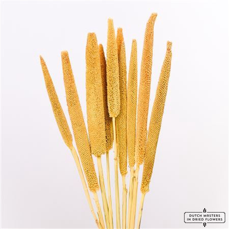 <h4>Dried Babala 10pc Yellow Bunch</h4>